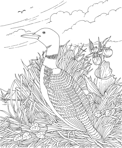 Loon And Pink And White Lady'S Slipper Minnesota Bird And Flower Coloring Page